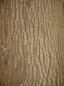 Pumpkin Ash Bark