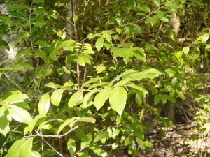 Cherry Laurel