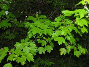 Red Maple