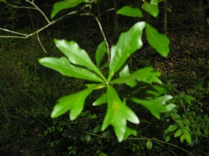 Water Oak Leaves 1