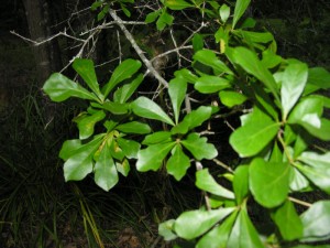 Water Oak Leaves 2