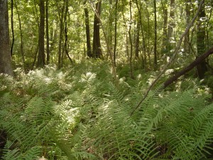 Maiden Fern