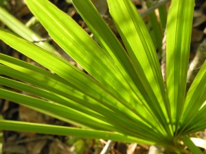Palmetto 2