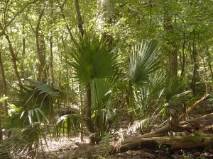 Palmetto 1