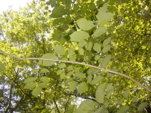 Pumpkin Ash Leaves