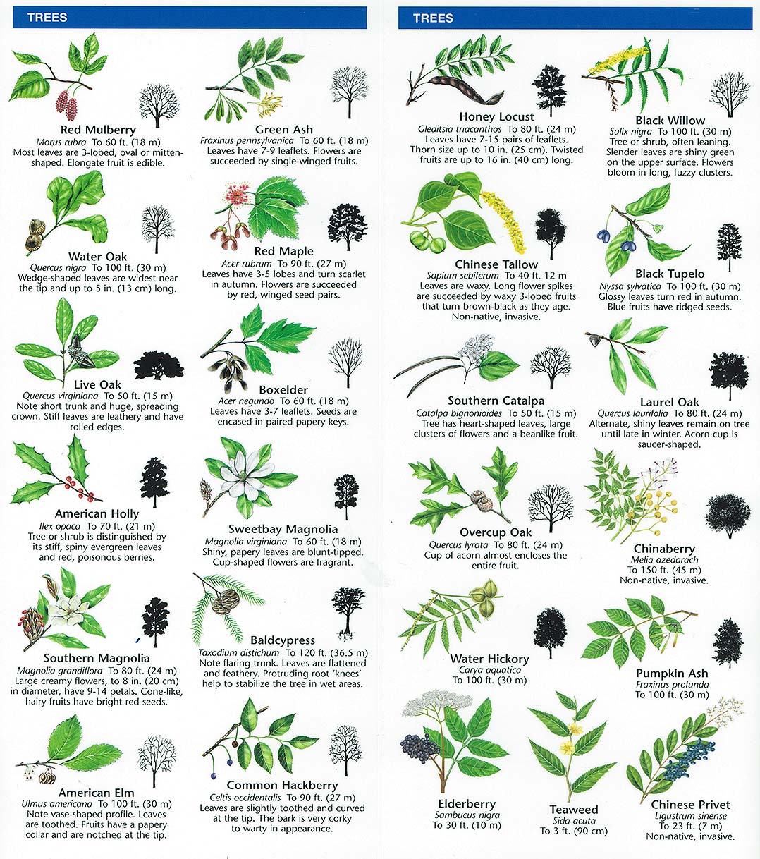 Species Identification Woodlands Conservancy