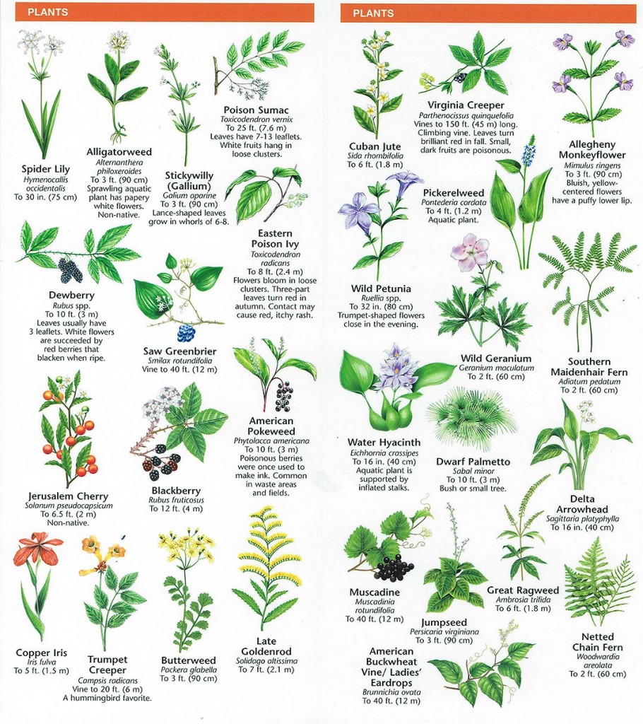 Species Identification Woodlands Conservancy